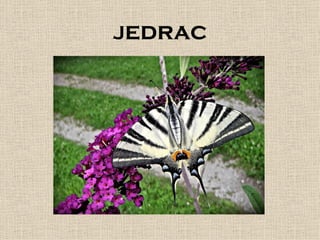 Jedrac
 