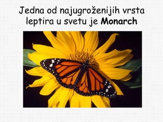 Jedna od najugroženijih vrsta
 leptira u svetu je Monarch
 