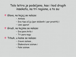 Telo letira je podeljeno, kao i kod drugih
      insekata, na tri regiona, a to su:

Glava, na kojoj se nalaze:
       • Antene
       • Dva tipa očiju (par složenih i par prostih) i
       • Usni aparat
Grudi, na kojima se nalaze:
       • Dva para krila i
       • Tri para nogu
Trbuh, u kome se nalaze:
       • Crevni sistem ,
       • Ekskretorni sistem i
       • Polni sistem
 