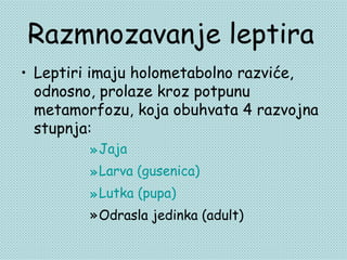 Razmnozavanje leptira
• Leptiri imaju holometabolno razviće,
  odnosno, prolaze kroz potpunu
  metamorfozu, koja obuhvata 4 razvojna
  stupnja:
         » Jaja
         » Larva (gusenica)
         » Lutka (pupa)
         »Odrasla jedinka (adult)
 