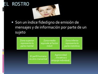 EL ROSTRO


   Son un índice fidedigno de emisión de
    mensajes y de información por parte de un
    sujeto
      Zona superior        Zona media            Zona inferior
      representa la      equivale al factor      representa la
      parte mental            móvil             parte instintiva


                                      Agresividad
              El perfil humano
                                      , iniciativa o
              es otro manantial
                                    empuje individual.
 