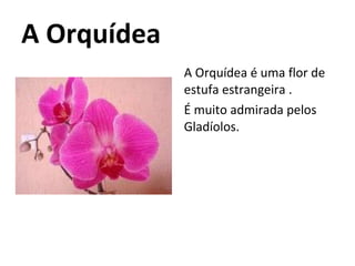 A Orquídea A Orquídea é uma flor de estufa estrangeira . É muito admirada pelos Gladíolos.  