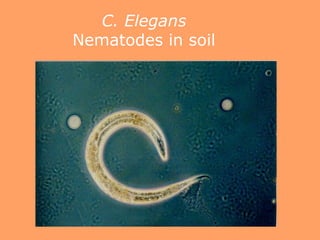 C. Elegans
Nematodes in soil
 