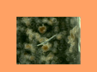 Carolina montanez mt