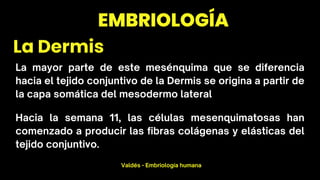 EMBRIOLOGÍA Y ANATOMÍA DE LA PIEL TÍTULO | PDF