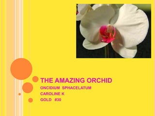 THE AMAZING ORCHID ONCIDIUM  SPHACELATUM CAROLINE K    GOLD   #30   