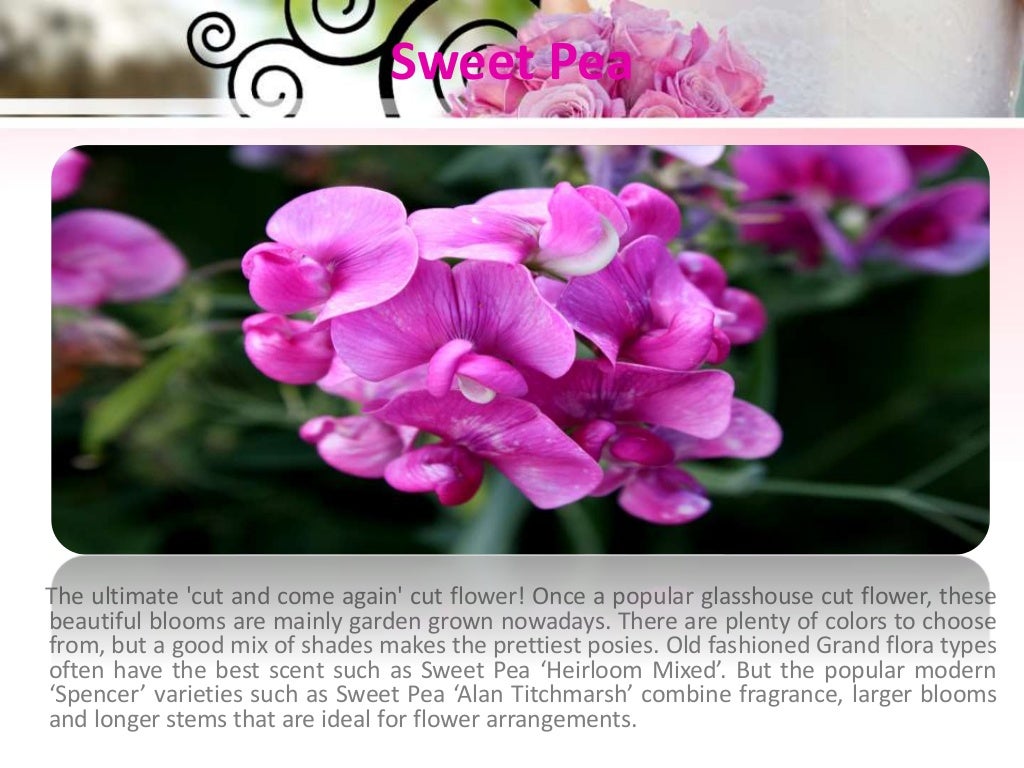 Top Ten Cut Flowers To Grow At Home