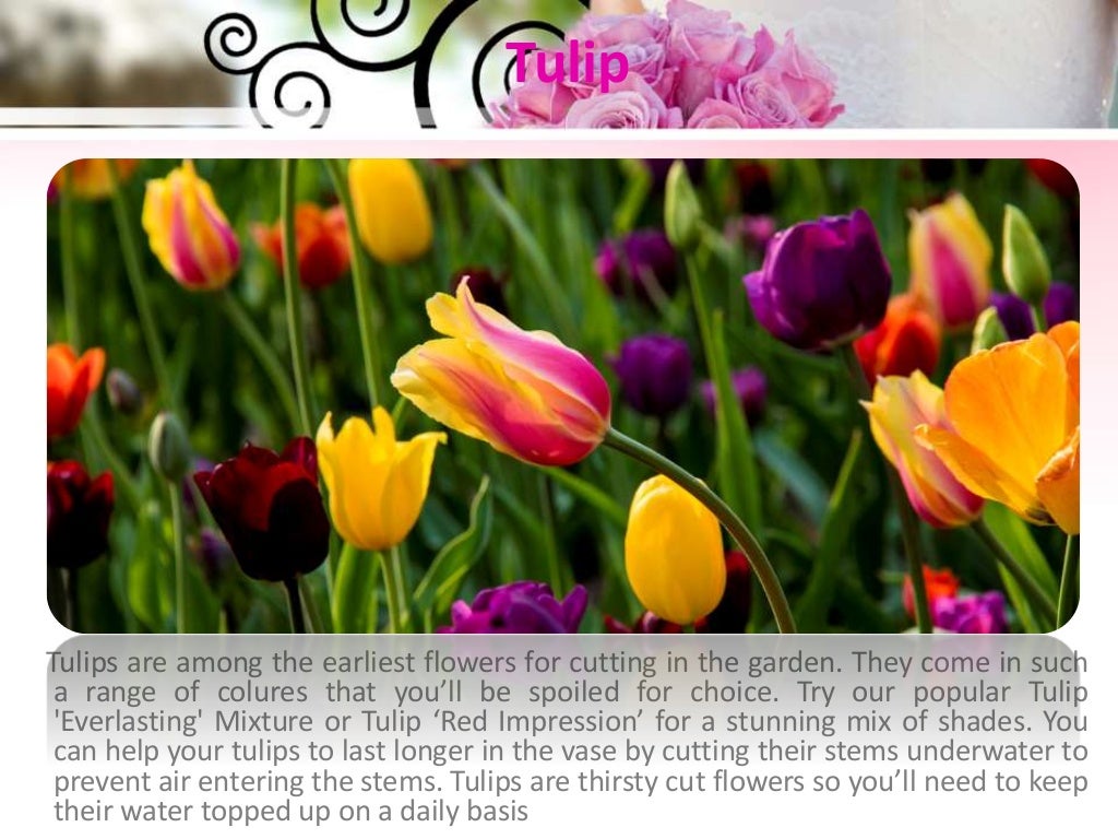 Top Ten Cut Flowers To Grow At Home