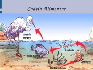 Cadeia Alimentar
 