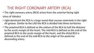 THE RIGHT CORONARY ARTERY (RCA)
• The right coronary artery (RCA) arises from the anterior-facing right
sinus of Valsalva
• right dominant the RCA is a large vessel that courses anteriorly in the right
AV groove. Similar to the LAD the RCA is divided into three territories
• The proximal RCA is defined as the ostium of the RCA to half the distance
to the acute margin of the heart. The mid-RCA is defined as the end of the
proximal RCA to the acute margin of the heart, and the distal RCA is
defined as the end of the mid-RCA to the origin of the posterior
descending artery.
 