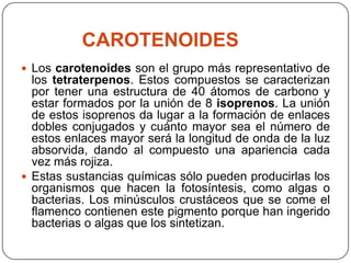 CAROTENOIDES
 Los carotenoides son el grupo más representativo de
  los tetraterpenos. Estos compuestos se caracterizan
  por tener una estructura de 40 átomos de carbono y
  estar formados por la unión de 8 isoprenos. La unión
  de estos isoprenos da lugar a la formación de enlaces
  dobles conjugados y cuánto mayor sea el número de
  estos enlaces mayor será la longitud de onda de la luz
  absorvida, dando al compuesto una apariencia cada
  vez más rojiza.
 Estas sustancias químicas sólo pueden producirlas los
  organismos que hacen la fotosíntesis, como algas o
  bacterias. Los minúsculos crustáceos que se come el
  flamenco contienen este pigmento porque han ingerido
  bacterias o algas que los sintetizan.
 