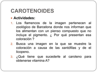 CAROTENOIDES
 Actividades:
1. Los flamencos de la imagen pertenecen al
   zoológico de Barcelona donde nos informan que
   los alimentan con un pienso compuesto que no
   incluye el pigmento. ¿ Por qué presentan esa
   coloración ?
2. Busca una imagen en la que se muestre la
   coloración a causa de las xantófilas y de el
   licopeno.
3. ¿Qué tiene que sucederle al caroteno para
   obtenerse vitamina A?
 