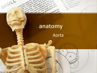 anatomy
Aorta
 