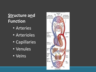 Structure and
Function
• Arteries
• Arterioles
• Capillaries
• Venules
• Veins
 