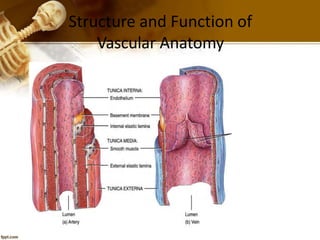 Structure and Function of
Vascular Anatomy
 