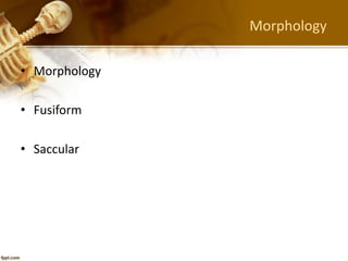 Morphology
• Morphology
• Fusiform
• Saccular
 
