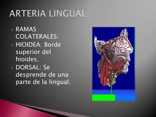    RAMAS
    COLATERALES:
   HIOIDEA: Borde
    superior del
    hioides.
   DORSAL: Se
    desprende de una
    parte de la lingual.
 