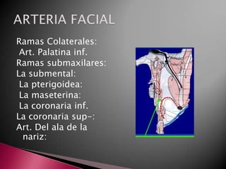 Ramas Colaterales:
 Art. Palatina inf.
Ramas submaxilares:
La submental:
 La pterigoidea:
 La maseterina:
 La coronaria inf.
La coronaria sup-:
Art. Del ala de la
  nariz:
 