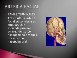    RAMAS TERMINALES:
   ANGULAR: La arteria
    facial se convierte en
    angular. Que
    asciende primero
    atravez del surco
    nasogeniano después
    por el surco
    nasopalpebral.
 