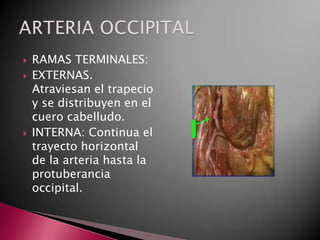    RAMAS TERMINALES:
   EXTERNAS.
    Atraviesan el trapecio
    y se distribuyen en el
    cuero cabelludo.
   INTERNA: Continua el
    trayecto horizontal
    de la arteria hasta la
    protuberancia
    occipital.
 