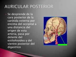    Se desprende de la
    cara posterior de la
    carótida externa por
    encima del occipital a
    una distancia del
    origen de esta
    arteria, pasa por
    delante del
    estilohioideo y del
    vientre posterior del
    digastrico
 