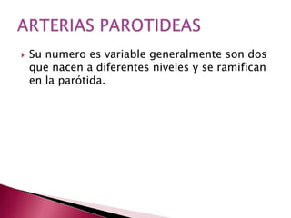   Su numero es variable generalmente son dos
    que nacen a diferentes niveles y se ramifican
    en la parótida.
 