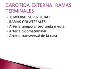    TEMPORAL SUPERFICIAL:
   RAMAS COLATERALES:
   Arteria temporal profunda media.
   Arteria cigomatomalar
   Arteria transversal de la cara
 