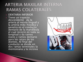    DENTARIA INFERIOR
   Tiene un trayecto
    descendente da la
    arteria al nervio lingual y
    la arteria milo-hioidea y
    penetra en el conducto
    dentario de la mandíbula
    el cual recorre en toda su
    longitud y da ramos
    óseos y ramos dentario
    para las raíces de los
    dientes. Al final del
    conducto se divide en
    dos ramas terminales la
    mentoniana y la incisiva
 