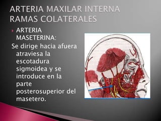 ARTERIA
 MASETERINA:
Se dirige hacia afuera
 atraviesa la
 escotadura
 sigmoidea y se
 introduce en la
 parte
 posterosuperior del
 masetero.
 