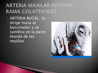    ARTERIA BUCAL: Se
    dirige hacia el
    buccinador y se
    ramifica en la parte
    blanda de las
    mejillas
 