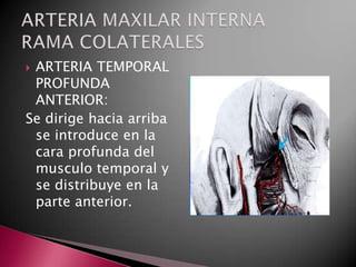 ARTERIA TEMPORAL
 PROFUNDA
 ANTERIOR:
Se dirige hacia arriba
 se introduce en la
 cara profunda del
 musculo temporal y
 se distribuye en la
 parte anterior.
 