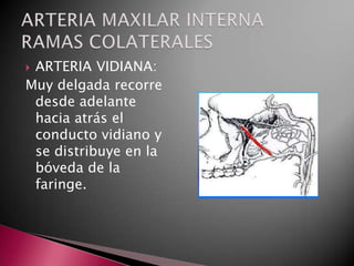 ARTERIA VIDIANA:
Muy delgada recorre
 desde adelante
 hacia atrás el
 conducto vidiano y
 se distribuye en la
 bóveda de la
 faringe.
 