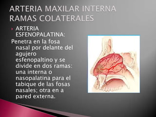 ARTERIA
 ESFENOPALATINA:
Penetra en la fosa
 nasal por delante del
 agujero
 esfenopaltino y se
 divide en dos ramas:
 una interna o
 nasopalatina para el
 tabique de las fosas
 nasales; otra en a
 pared externa.
 