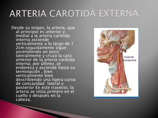 Desde su origen, la arteria, que
  al principio es anterior y
  medial a la arteria carótida
  interna asciende
  verticalmente a lo largo de 1
  2cm;seguidamente sigue
  ascendiendo un poco
  lateralmente y cruza la cara
  anterior de la arteria carótida
  interna; por último ,se
  endereza y asciende hasta su
  terminación , bien
  verticalmente bien
  describiendo una ligera curva
  de concavidad lateral y
  posterior En este trayecto, la
  arteria se sitúa primero en el
  cuello y después en la
  cabeza.
 