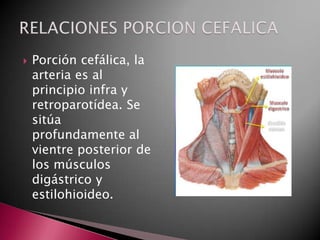    Porción cefálica, la
    arteria es al
    principio infra y
    retroparotídea. Se
    sitúa
    profundamente al
    vientre posterior de
    los músculos
    digástrico y
    estilohioideo.
 
