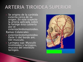  Se origina de la carótida
  externa cerca de su
  origen. En este trayecto
  la arteria aplicada sobre
  la faringe esta cubierta
  por el
  esternocleidomastoideo.
Ramas Colaterales:
 esternocleidomastoidea:
  Parte ½ del borde ant.
  Del musculo.
 Laríngea sup: Musculo
  tirohioideo y laríngeos,
  mucosa del vestíbulo
  laríngeo.
 