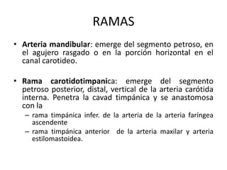 RAMAS
• Arteria mandibular: emerge del segmento petroso, en
el agujero rasgado o en la porción horizontal en el
canal carotideo.
• Rama carotidotimpanica: emerge del segmento
petroso posterior, distal, vertical de la arteria carótida
interna. Penetra la cavad timpánica y se anastomosa
con la
– rama timpánica infer. de la arteria de la arteria faríngea
ascendente
– rama timpánica anterior de la arteria maxilar y arteria
estilomastoidea.
 