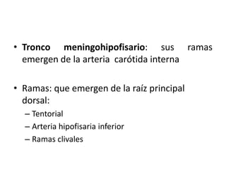 • Tronco meningohipofisario: sus ramas
emergen de la arteria carótida interna
• Ramas: que emergen de la raíz principal
dorsal:
– Tentorial
– Arteria hipofisaria inferior
– Ramas clivales
 