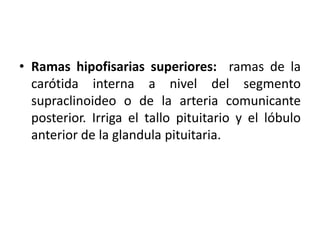 • Ramas hipofisarias superiores: ramas de la
carótida interna a nivel del segmento
supraclinoideo o de la arteria comunicante
posterior. Irriga el tallo pituitario y el lóbulo
anterior de la glandula pituitaria.
 