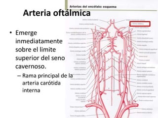 Arteria oftálmica
• Emerge
inmediatamente
sobre el limite
superior del seno
cavernoso.
– Rama principal de la
arteria carótida
interna
 