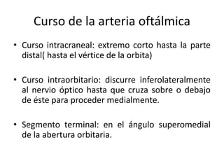 Curso de la arteria oftálmica
• Curso intracraneal: extremo corto hasta la parte
distal( hasta el vértice de la orbita)
• Curso intraorbitario: discurre inferolateralmente
al nervio óptico hasta que cruza sobre o debajo
de éste para proceder medialmente.
• Segmento terminal: en el ángulo superomedial
de la abertura orbitaria.
 