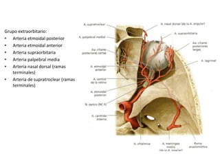 Grupo extraorbitario:
• Arteria etmoidal posterior
• Arteria etmoidal anterior
• Arteria supraorbitaria
• Arteria palpebral media
• Arteria nasal dorsal (ramas
terminales)
• Arteria de supratroclear (ramas
terminales)
 