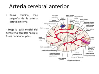Arteria cerebral anterior
• Rama terminal más
pequeña de la arteria
carótida interna
- Irriga la cara medial del
hemisferio cerebral hasta la
fisura parietooccipital.
 