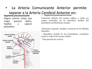 • La Arteria Comunicante Anterior permite
separar a la Arteria Cerebral Anterior en:
Segmento precomunicante:
Origina arterias cortas que
irrigan quiasma óptico,
hipófisis y septum
pellucidum.
 