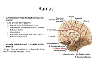 Ramas
• Arteria Recurrente de Heubner (estriada
medial)
• - Esta arteria da irrigación:
– Brazo Anterior de la Cápsula Interna
– Porciones de la cabeza del Núcleo Caudado
– Putamen Rostral
– Globo Pálido
– Porciones Posteriores del Giro Recto y
Corteza Orbitofrontal.
• Arteria Orbitofrontal o Arteria Basilar
Medial
- Irriga: Giros Orbitales en la base del lobo
frontal y parte del área septal
 
