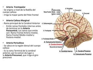 • Arteria Frontopolar
- Se origina a nivel de la Rodilla del
cuerpo calloso
- Irriga la mayor parte del Polo Frontal
• Arteria Callosa Marginal
- Rama principal de la Cerebral Anterior
- Emite ramas frontales internas antes
de terminar en la Arteria
Paracentral. Las ramas que emite
son: Rama Frontal Antero-medial,
Rama Frontal Medio-medial y
Postero-medial.
• Arteria Pericallosa
- Se ubica en la región dorsal del cuerpo
calloso
- Es la rama Terminal de la cerebral
anterior, por lo común da lugar a
la Arteria Precuneal, que irriga el giro
precúneo
 