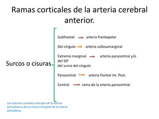 Ramas corticales de la arteria cerebral
anterior.
Surcos o cisuras
Subfrontal arteria frontopolar
Del cíngulo arteria callosamarginal
Extremo marginal arteria paracentral y/o
del SIP
del surco del cíngulo
Paracentral arteria frontal int. Post.
Central rama de la arteria paracentral.
Las arterias corticales emergen de la arteria
pericallosa o de un tronco marginal de la arteria
pericallosa.
 