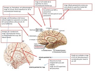 Arteria
orbitofrontal
Emerge: art. Cerebral ant.
Irriga: circunvolución recta y
la mitad medial de la sup. Del
lóbulo frontal.
Emerge: art. Pericallosa o del tronco
callosomarginal en oposición a la rodilla
del cuerpo calloso y discurre ant. Al
surco Subfrontal.
Emerge: art. Pericallosa, art callosomarginal.
Irriga: el 1/3 ant. De la superficie int. De la
circunvolución frontal sup.
Irriga: el 1/3 medio de la
superficie int. De la
circunvolución frontal sup.
Se combina con MIF y
paracentral.
Emite una rama para el surco
paracentral.
Irriga: lóbulo paracentral y envía una
rama desde la superficie medial del
cerebro en el surco central.
Arteria parietal int. Sup.
Discurre en el ext.
marginal del surco del
cíngulo.
Irriga: los 2/3 superiores
del precuneus.
Arteria parietal int.
Inf.
Puede ser múltiple e irriga
el 1/3 inf. Del precuneus y
se extiende post. hasta la
art. SIP
 