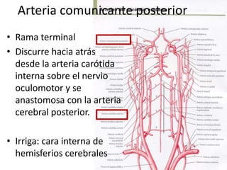 Arteria comunicante posterior
• Rama terminal
• Discurre hacia atrás
desde la arteria carótida
interna sobre el nervio
oculomotor y se
anastomosa con la arteria
cerebral posterior.
• Irriga: cara interna de
hemisferios cerebrales
 