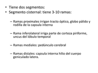 • Tiene dos segmentos:
• Segmento cisternal: tiene 3-10 ramas:
– Ramas proximales irrigan tracto óptico, globo pálido y
rodilla de la capsula interna
– Rama inferolateral irriga parte de corteza piriforme,
uncus del lóbulo temporal
– Ramas mediales: pedúnculo cerebral
– Ramas distales: capsula interna hilio del cuerpo
geniculado latera.
 